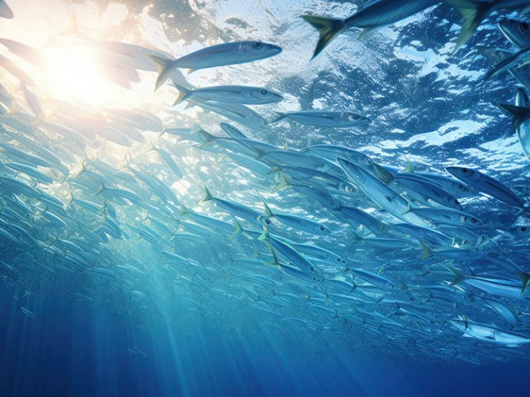 Catch and Release